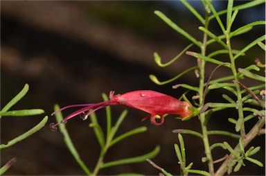 APII jpeg image of Eremophila decipiens subsp. linearifolia  © contact APII