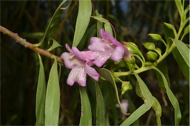 APII jpeg image of Eremophila bignoniiflora  © contact APII