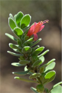 APII jpeg image of Eremophila splendens  © contact APII