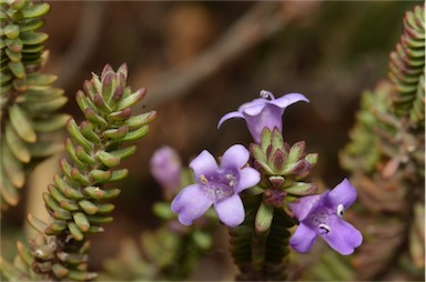 APII jpeg image of Eremophila veronica  © contact APII