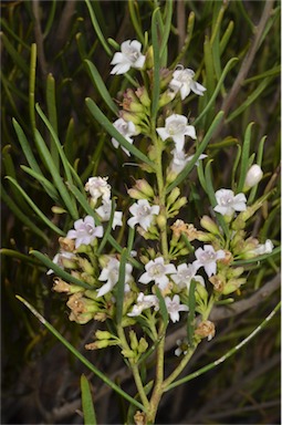 APII jpeg image of Eremophila paisleyi  © contact APII