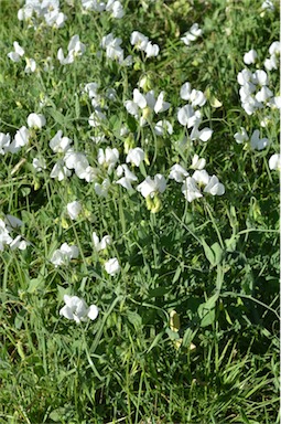 APII jpeg image of Lathyrus latifolius  © contact APII