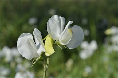 APII jpeg image of Lathyrus latifolius  © contact APII