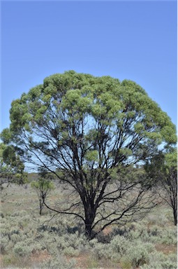 APII jpeg image of Myoporum platycarpum subsp. platycarpum  © contact APII