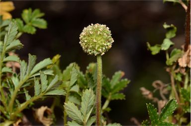 APII jpeg image of Acaena novae-zelandiae  © contact APII