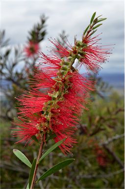 APII jpeg image of Callistemon  © contact APII