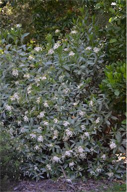 APII jpeg image of Olearia elliptica subsp. elliptica  © contact APII