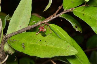 APII jpeg image of Hedraianthera porphyropetala  © contact APII