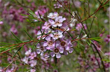 APII jpeg image of Chamelaucium uncinatum 'Murfit Rose'  © contact APII