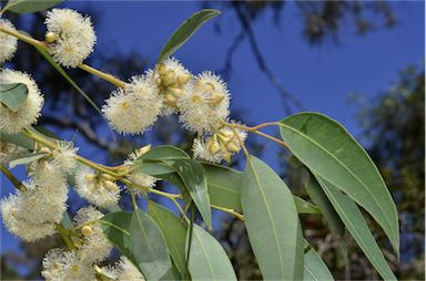 APII jpeg image of Eucalyptus notabilis  © contact APII