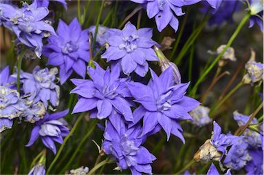 APII jpeg image of Wahlenbergia stricta  © contact APII