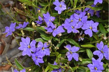 APII jpeg image of Dampiera stricta 'Glasshouse Glory'  © contact APII