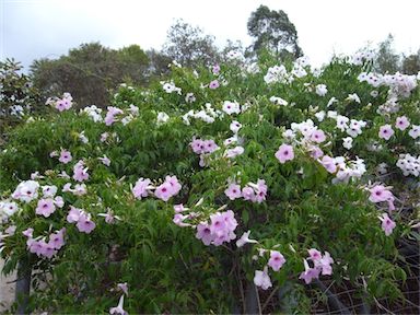 APII jpeg image of Pandorea jasminoides  © contact APII