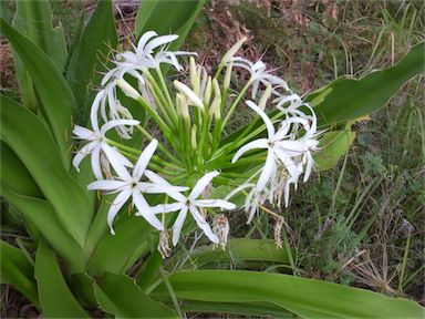 APII jpeg image of Crinum pedunculatum  © contact APII