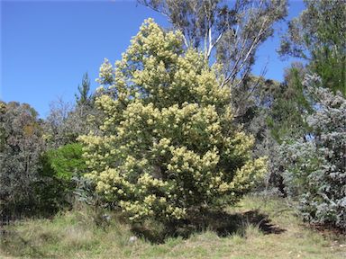 APII jpeg image of Acacia mearnsii  © contact APII