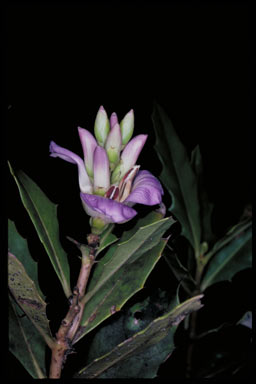 APII jpeg image of Acanthus ilicifolius  © contact APII