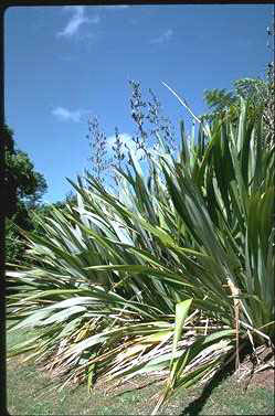 APII jpeg image of Phormium tenax  © contact APII