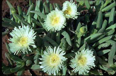 APII jpeg image of Carpobrotus edulis  © contact APII