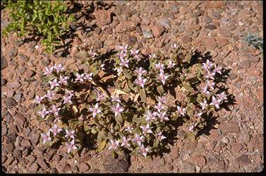 APII jpeg image of Gunniopsis kochii  © contact APII