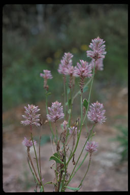 APII jpeg image of Ptilotus nobilis subsp. nobilis  © contact APII