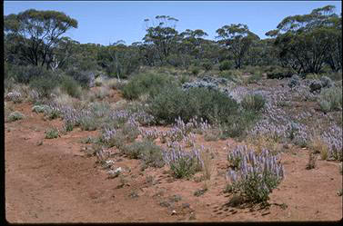 APII jpeg image of Ptilotus nobilis subsp. nobilis  © contact APII