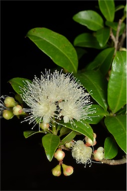 APII jpeg image of Syzygium paniculatum  © contact APII