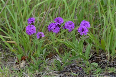 APII jpeg image of Verbena rigida  © contact APII