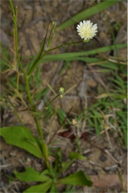 APII jpeg image of Hypochaeris albiflora  © contact APII