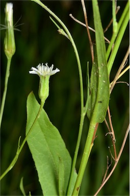 APII jpeg image of Hypochaeris albiflora  © contact APII