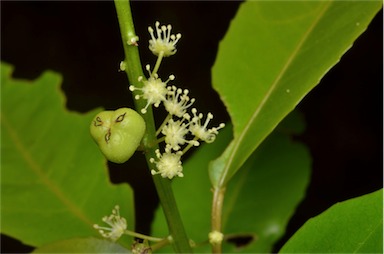 APII jpeg image of Croton verreauxii  © contact APII