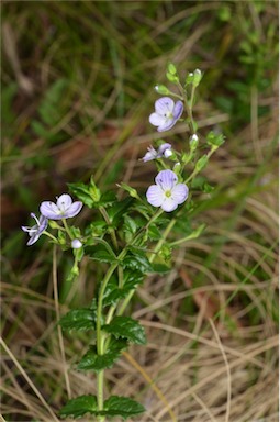 APII jpeg image of Veronica sobolifera  © contact APII