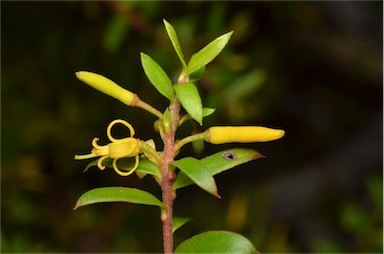 APII jpeg image of Persoonia acuminata  © contact APII