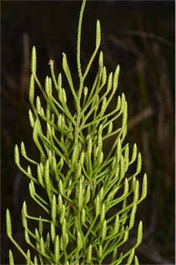 APII jpeg image of Lycopodium deuterodensum  © contact APII