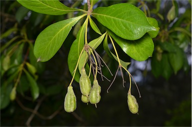 APII jpeg image of Hymenosporum flavum  © contact APII