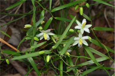 APII jpeg image of Geitonoplesium cymosum  © contact APII