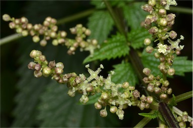 APII jpeg image of Urtica incisa  © contact APII