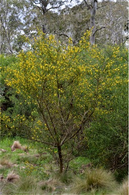 APII jpeg image of Cytisus scoparius  © contact APII