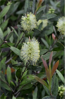 APII jpeg image of Callistemon pallidus  © contact APII