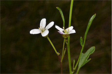 APII jpeg image of Cardamine astoniae  © contact APII