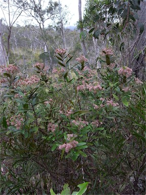 APII jpeg image of Olearia oppositifolia  © contact APII