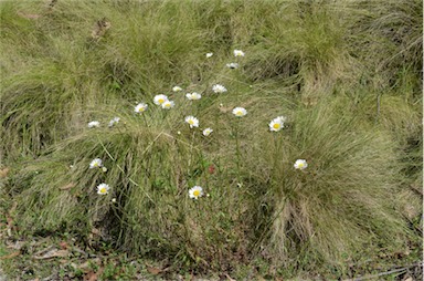 APII jpeg image of Leucanthemum vulgare  © contact APII