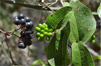 APII jpeg image of Smilax australis  © contact APII