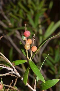 APII jpeg image of Leucopogon affinis  © contact APII