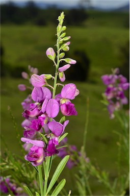 APII jpeg image of Polygala virgata  © contact APII