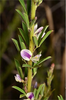 APII jpeg image of Lespedeza juncea subsp. sericea  © contact APII