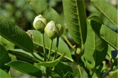 APII jpeg image of Capparis arborea  © contact APII