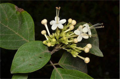 APII jpeg image of Clerodendrum floribundum var. attenuatum  © contact APII