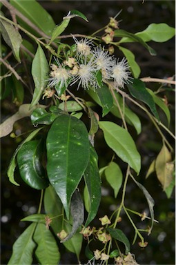 APII jpeg image of Syzygium paniculatum  © contact APII