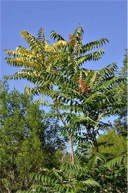 APII jpeg image of Ailanthus altissima  © contact APII