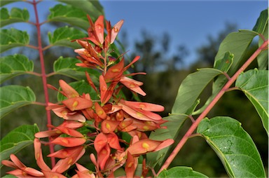 APII jpeg image of Ailanthus altissima  © contact APII